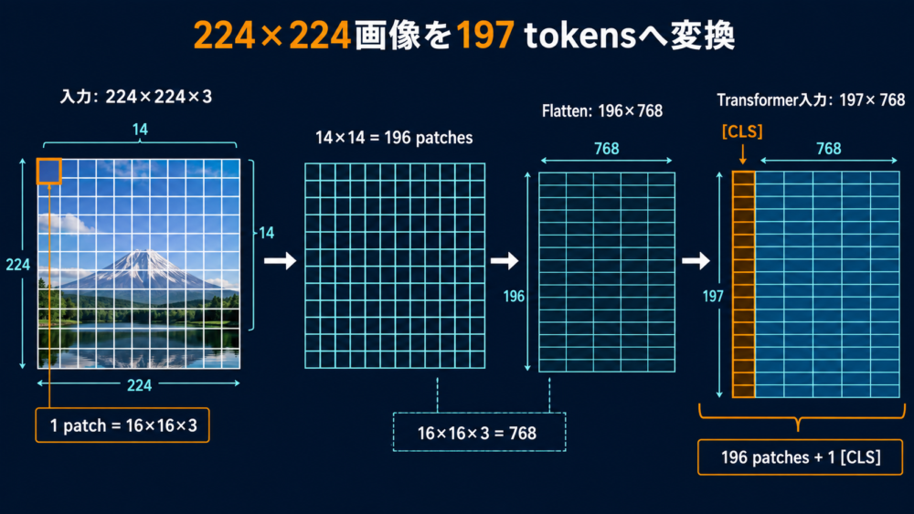 224×224画像を16×16パッチへ分割し197個のViT tokenへ変換する流れ