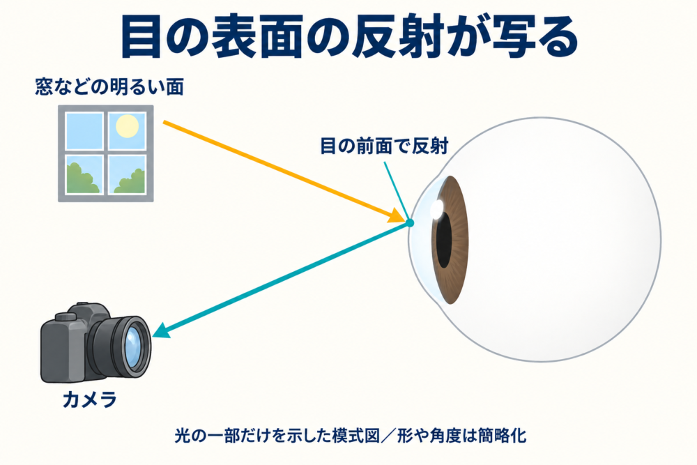 光源の光が目の前面で反射しカメラへ届く模式図
