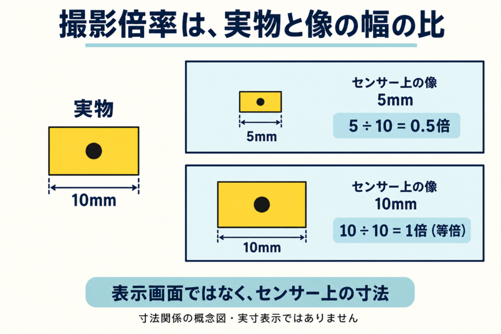 実物と像の長さをどこで比べるかを示す概念図